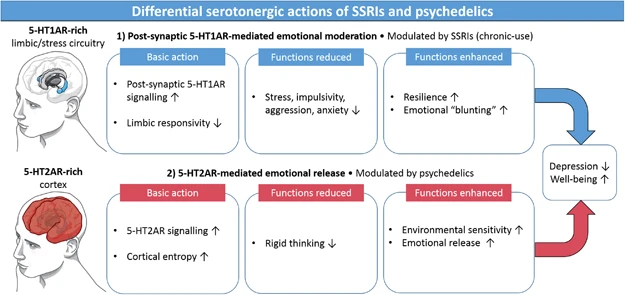 Bipartite model of serotonergic functioning